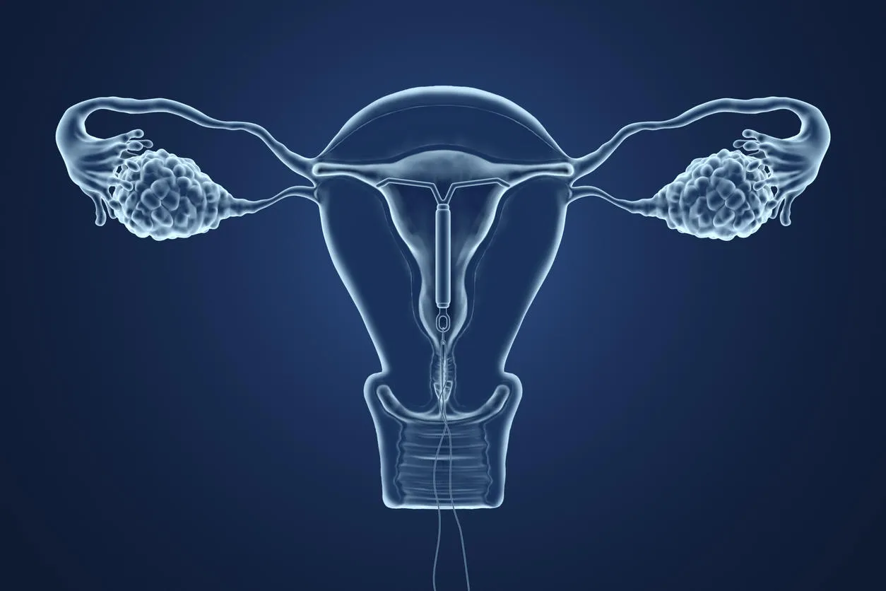 3d rendered illustration of an x-ray of the uterus on a blue background 3d rendered illustration of an x-ray of the uterus on a blue background