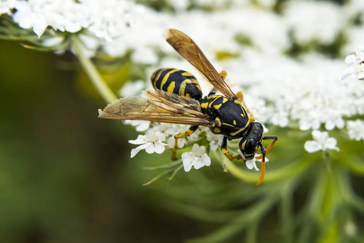 a close-up shot of a tree wasp or dolichovespula sylvestris that is gathering nectar from delicate white flowers a close-up shot of a tree wasp or dolichovespula sylvestris that is gathering nectar from delicate white flowers