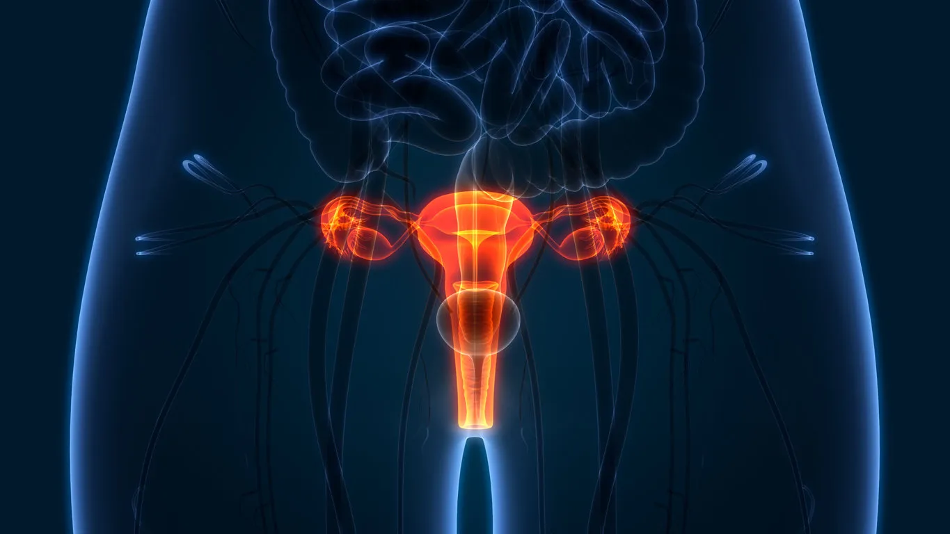 3d illustration of female reproductive system anatomy 3d illustration of female reproductive system anatomy