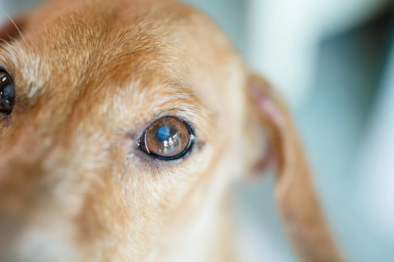close up small white spot on the dog's eyes this is type of eye disease in dogs call lenticular nuclear sclerosis or cataract this is a normal aging process of the lens