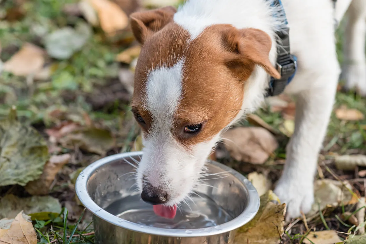 pet dog laps and drinks water from bowl on walk at autumn day