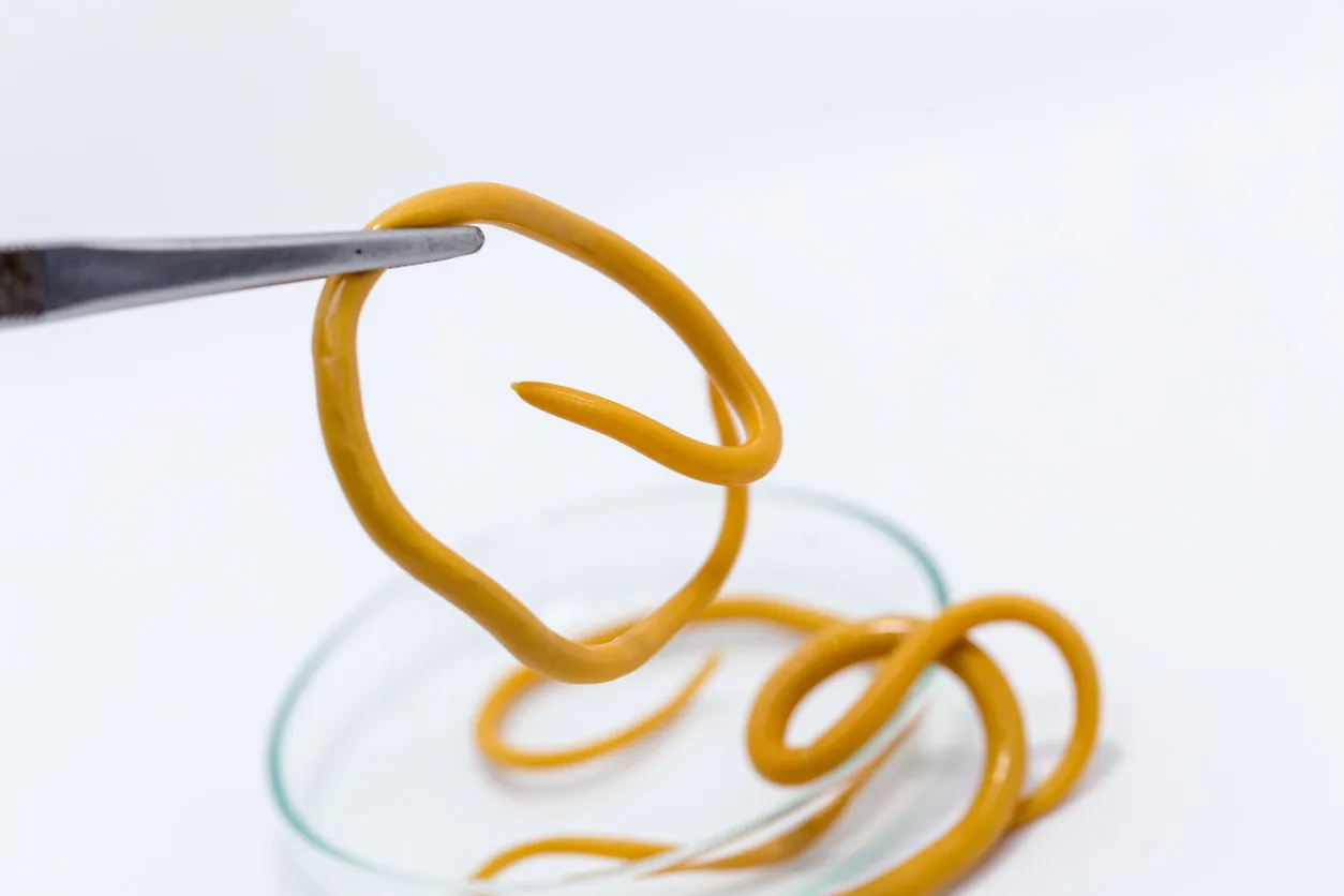 ascariasis is a disease caused by the parasitic roundworm ascaris lumbricoides for education in laboratories ascariasis is a disease caused by the parasitic roundworm ascaris lumbricoides for education in laboratories