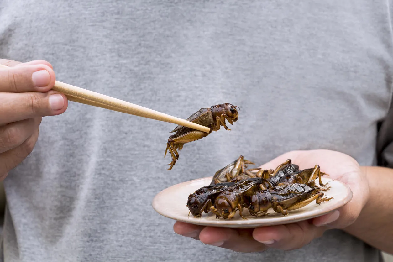 man's hand holding chopsticks eating crickets insect on plate food insects for eat as food items, it is good source of meal high protein edible for future food concept man's hand holding chopsticks eating crickets insect on plate food insects for eat as food items, it is good source of meal high protein edible for future food concept