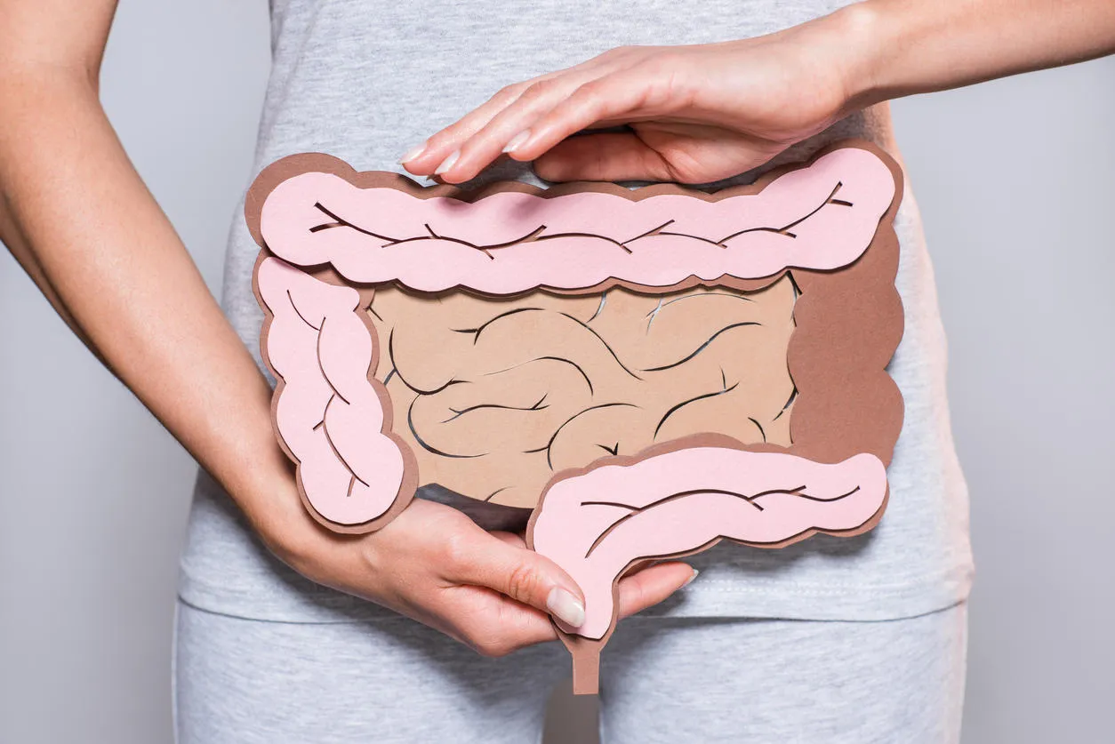 partial view of woman holding paper made large intestine on grey background partial view of woman holding paper made large intestine on grey background
