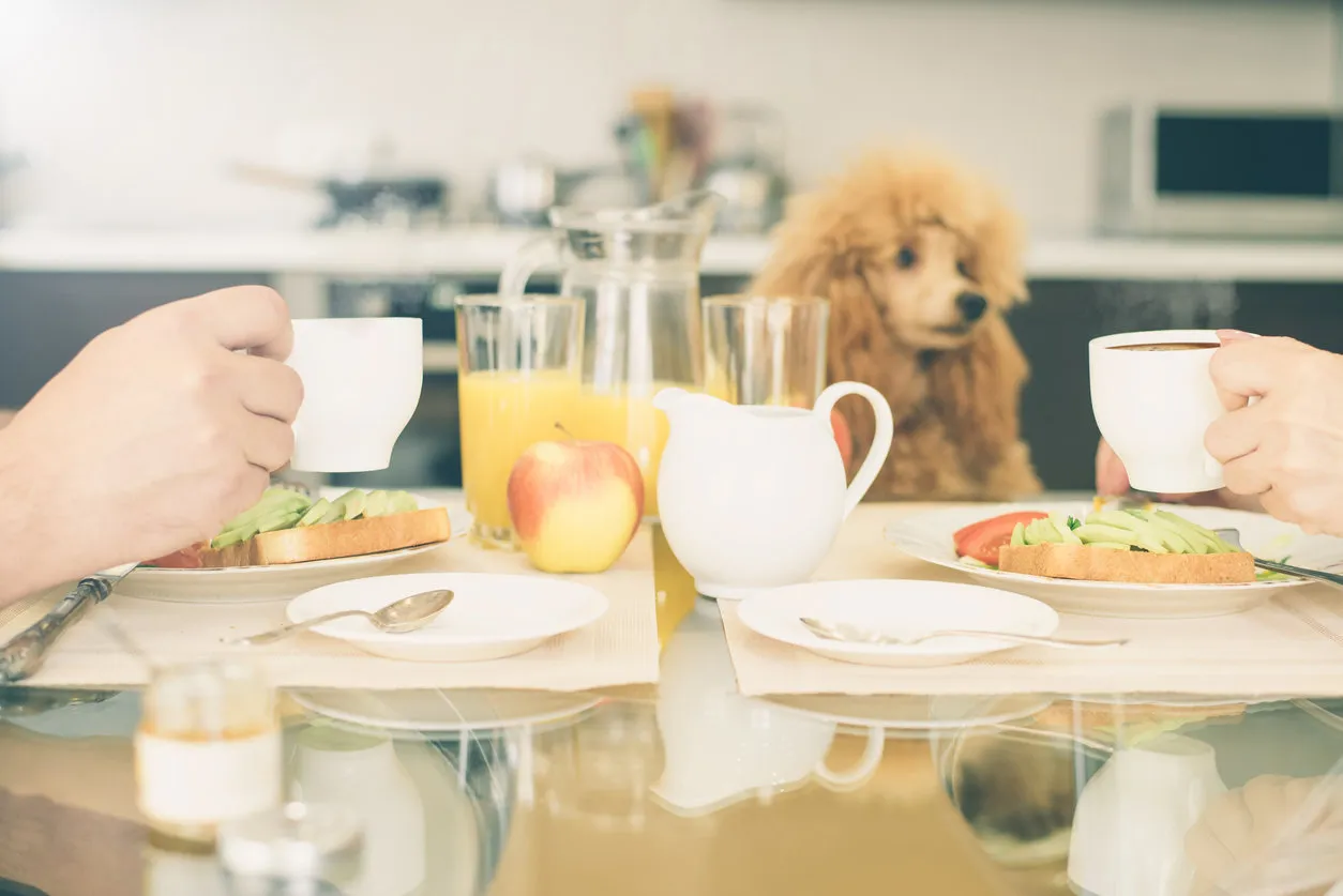 couple having breakfast together healthy breakfast