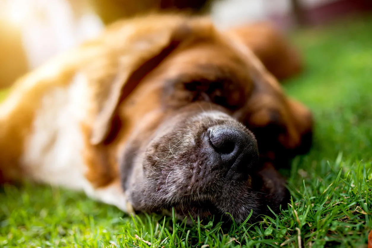 dog nose, dog sleeping on green grass summer sunny day