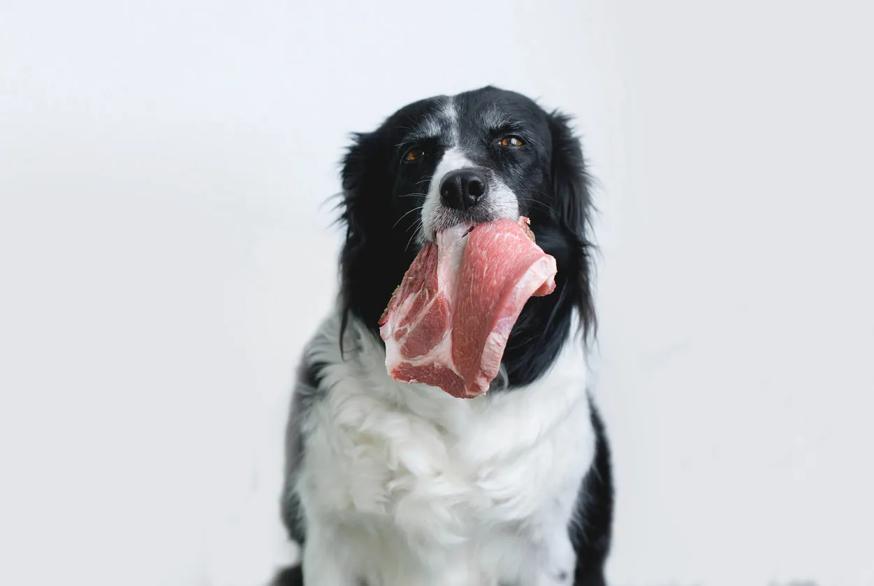 dog with raw meat in mouth black and white border collie with pork neck steak white background