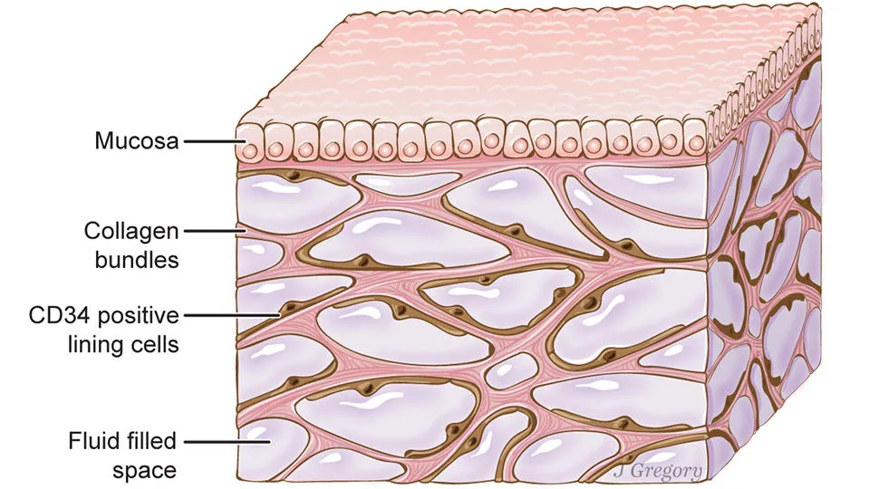 tissue tissue