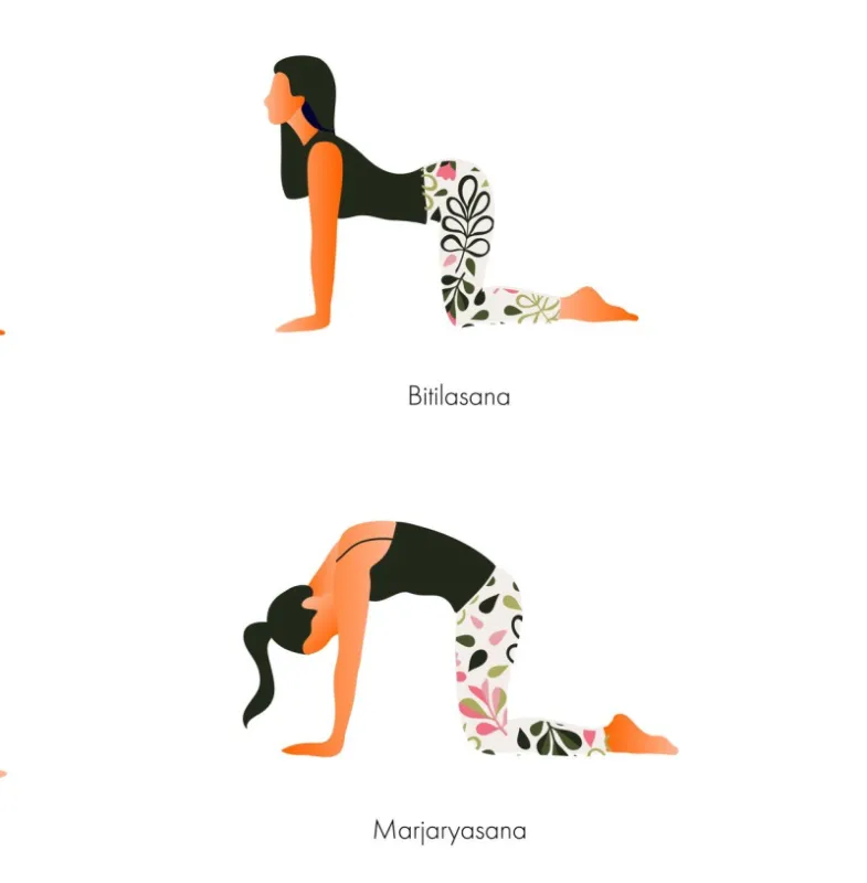 women performing yoga asanas upward and downward facing dog cat and cow poses flat cartoon vector illustration isolated on white background