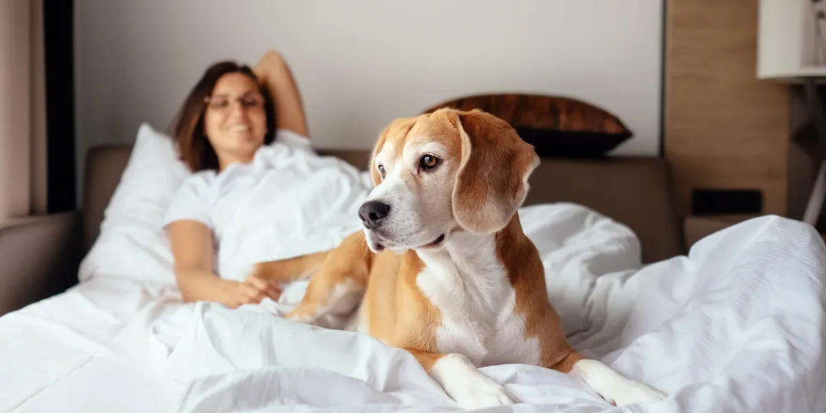 woman and her beagle dog meet morning in bed woman and her beagle dog meet morning in bed