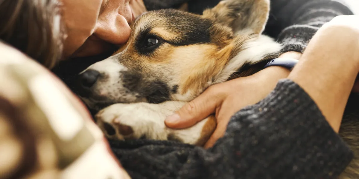 portrait of young man embracing his pet cute welsh corgi puppy resting with owner, spending time together at home concept friendship with dog and human, cute moments, relaxing, carefree portrait of young man embracing his pet cute welsh corgi puppy resting with owner, spending time together at home concept friendship with dog and human, cute moments, relaxing, carefree