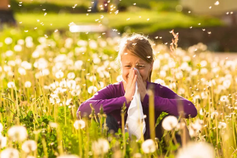 girl sitting in a meadow with dandelions and has hay fever or allergy girl sitting in a meadow with dandelions and has hay fever or allergy