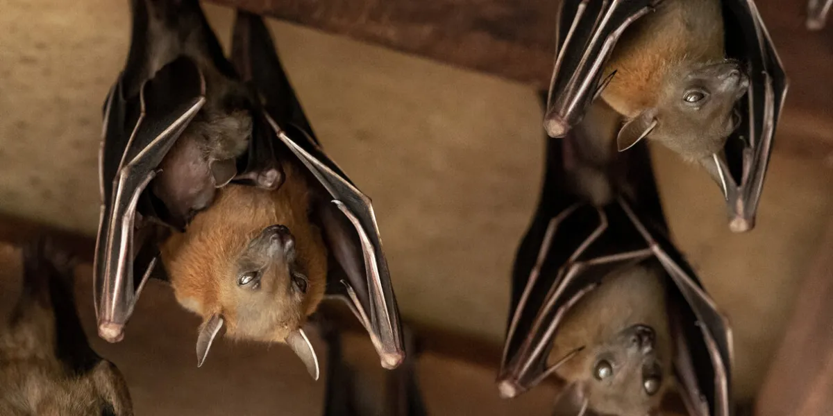 mother with baby, among others, lesser dog-faced fruit bat (cyneropterus brachyotis) also called short-nosed or common fruit bat animals hanging in the roof sungei buloh wetland reserve, singapore mother with baby, among others, lesser dog-faced fruit bat (cyneropterus brachyotis) also called short-nosed or common fruit bat animals hanging in the roof sungei buloh wetland reserve, singapore