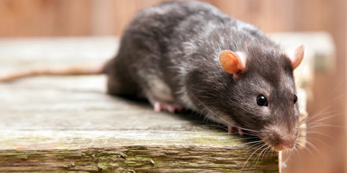 pet rats on a wooden background pet rats on a wooden background