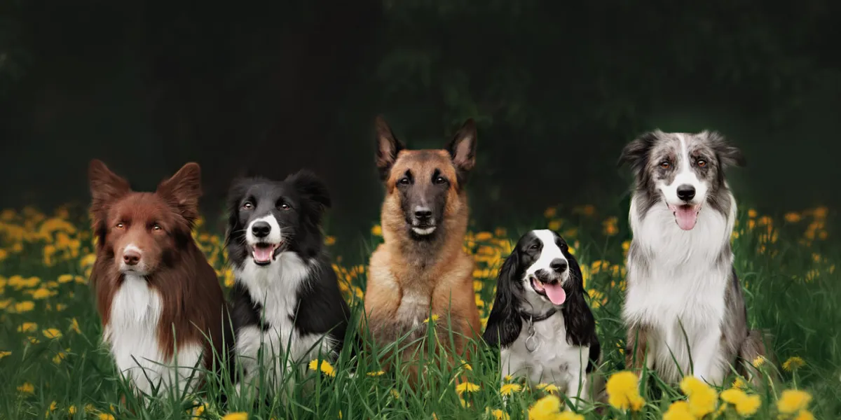 four dogs sitting in the park on the green grass training four dogs sitting in the park on the green grass training