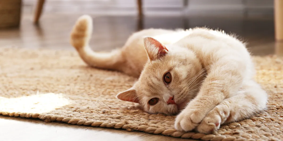 cute red scottish fold cat with orange eyes lying on grey textile sofa at home soft fluffy purebred short hair straight-eared kitty background, copy space, close up cute red scottish fold cat with orange eyes lying on grey textile sofa at home soft fluffy purebred short hair straight-eared kitty background, copy space, close up