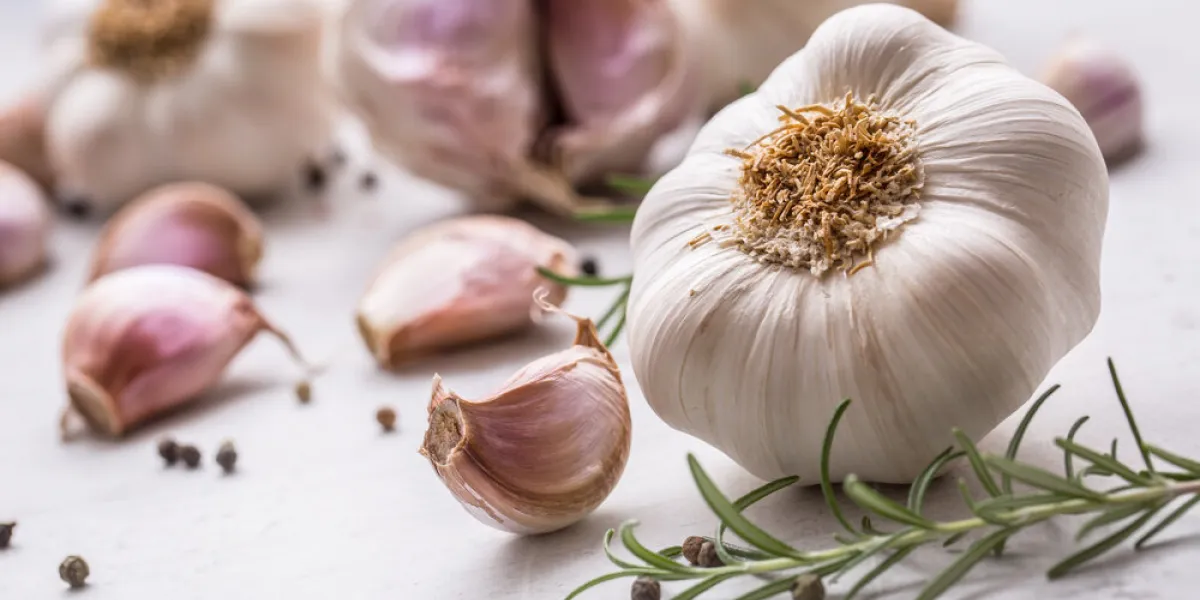 garlic garlic bulbs fresh garlic with rosemary and pepper on white concrete board garlic garlic bulbs fresh garlic with rosemary and pepper on white concrete board