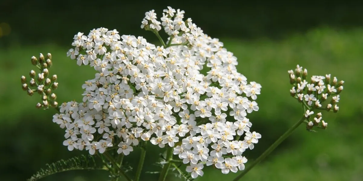 white,small flowers of yarrow herb white,small flowers of yarrow herb
