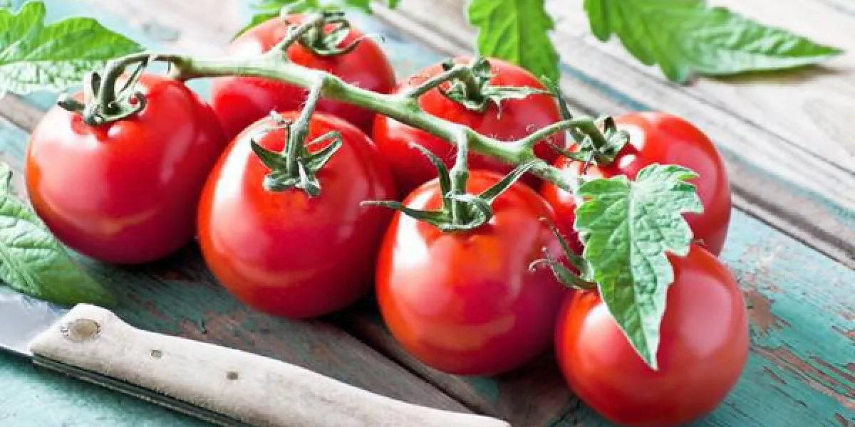 tomates tomates
