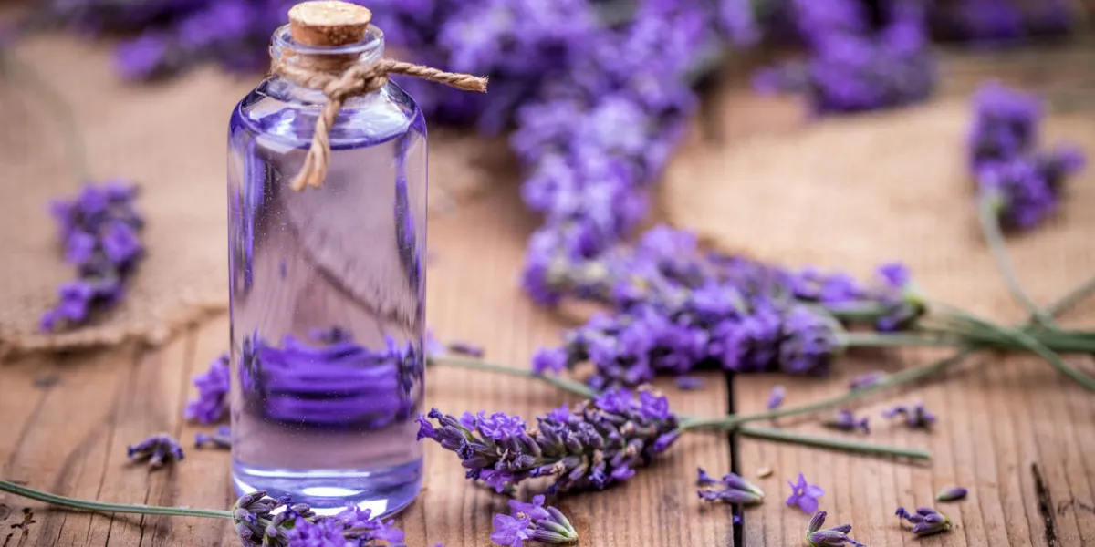 fleurs de lavande fraîches avec de l'huile de massage fleurs de lavande fraîches avec de l'huile de massage