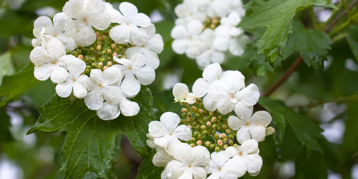 blooming viburnum (viburnum opulus) in the garden blooming viburnum (viburnum opulus) in the garden