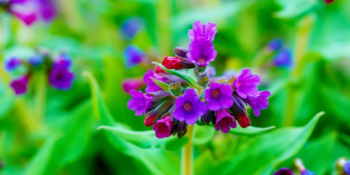 closeup detail of meadow flower - wild healing herb - pulmonaria mollis closeup detail of meadow flower - wild healing herb - pulmonaria mollis