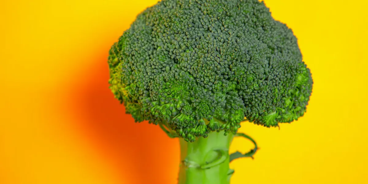 fresh green broccoli on a yellow background
