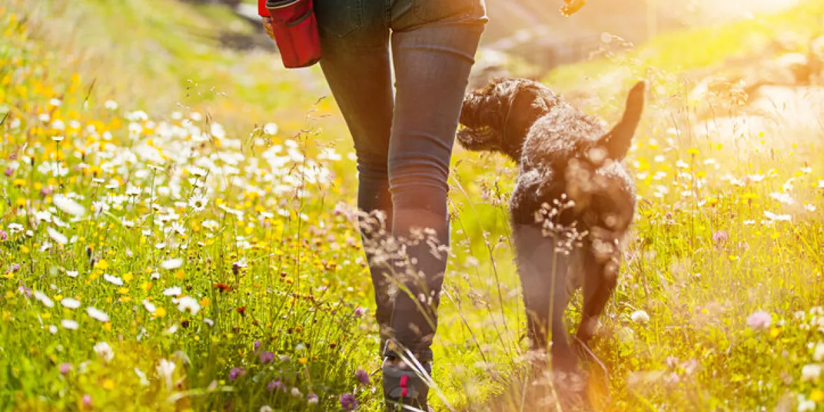 girl walking with her dog on meadow, summer landscape girl walking with her dog on meadow, summer landscape