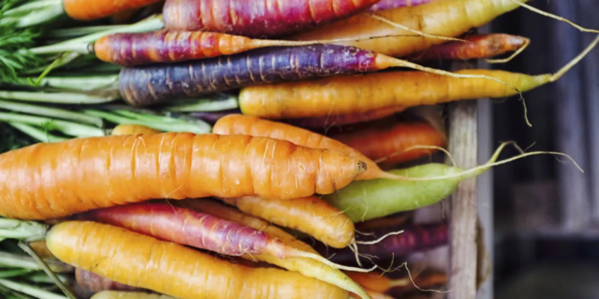 fresh picked rainbow carrots including different coloured carrots colourful carrot varieties that are fashionable now fresh picked rainbow carrots including different coloured carrots colourful carrot varieties that are fashionable now