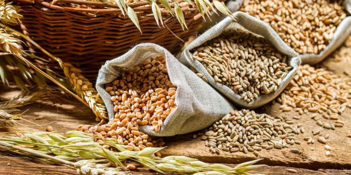 different types of cereal grains with ears different types of cereal grains with ears