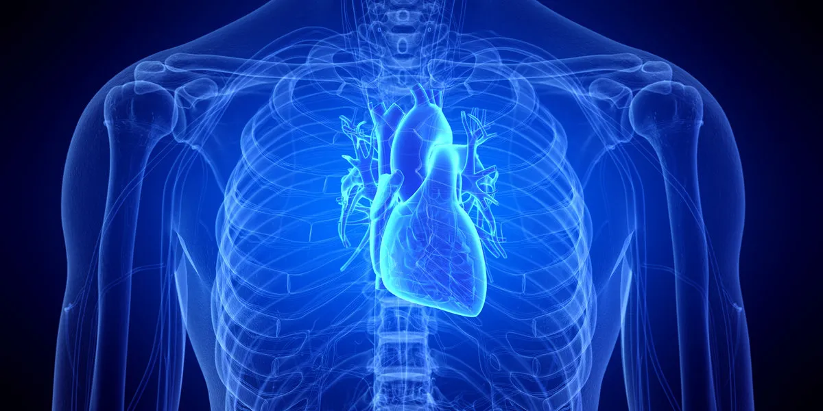 3d rendered medically accurate illustration of the human heart 3d rendered medically accurate illustration of the human heart