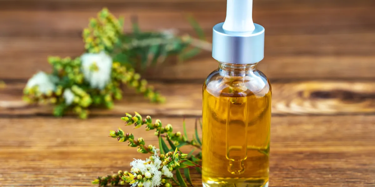 fresh tea tree branch and essential oil on a wooden table tea t