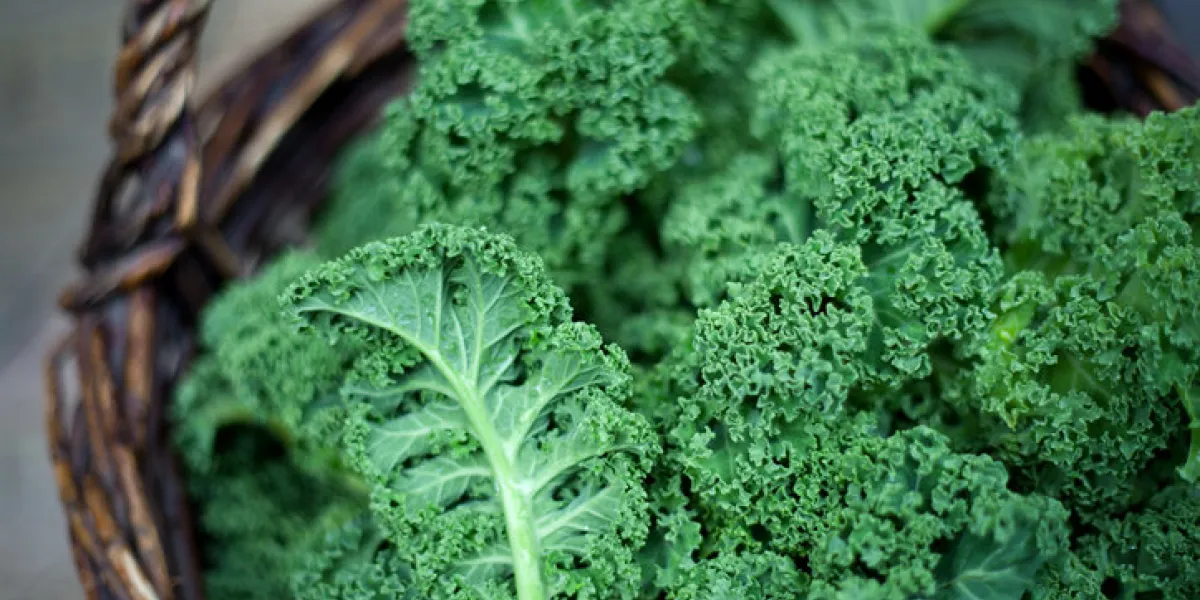kale green cabbage in rustic basket on daylight winter vegetables