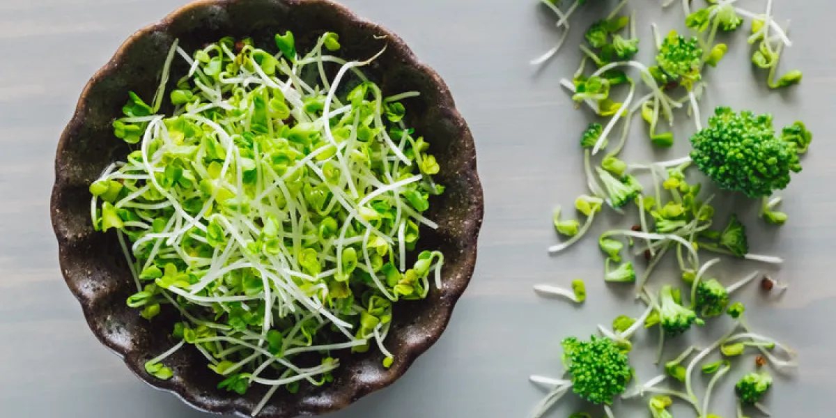 broccoli sprouts with florets on grey table broccoli sprouts with florets on grey table