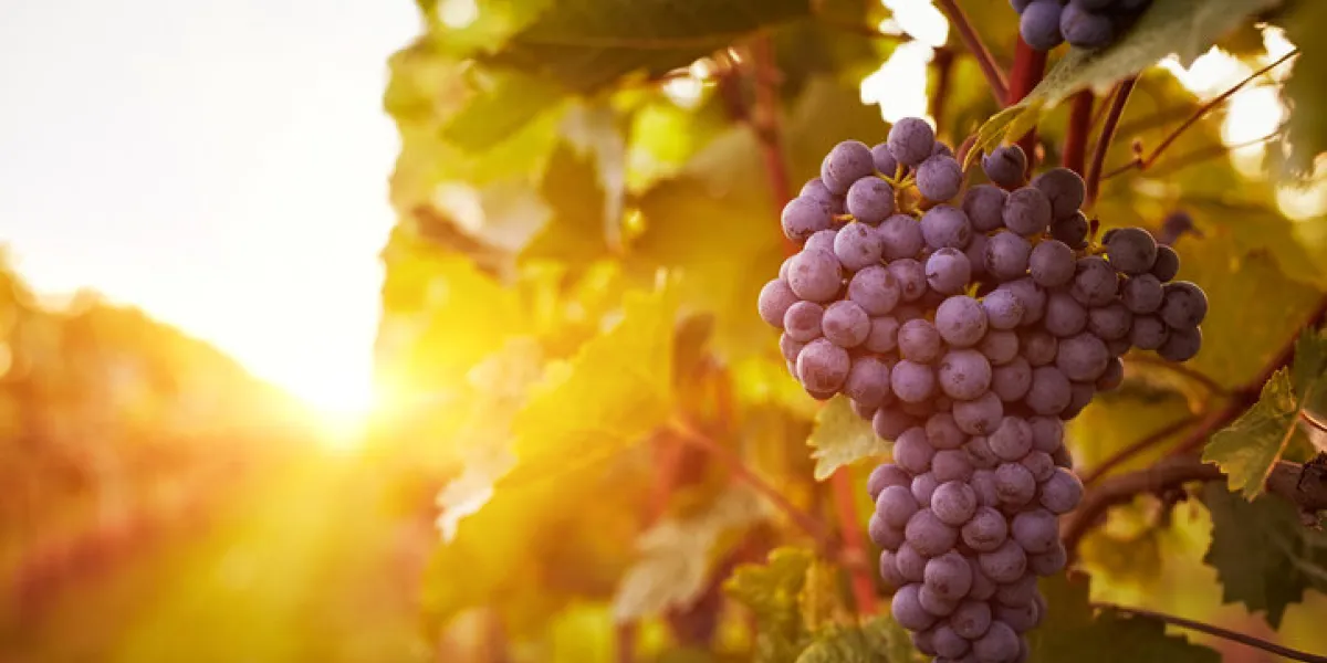 vineyards at sunset in autumn harvest toned vineyards at sunset in autumn harvest toned