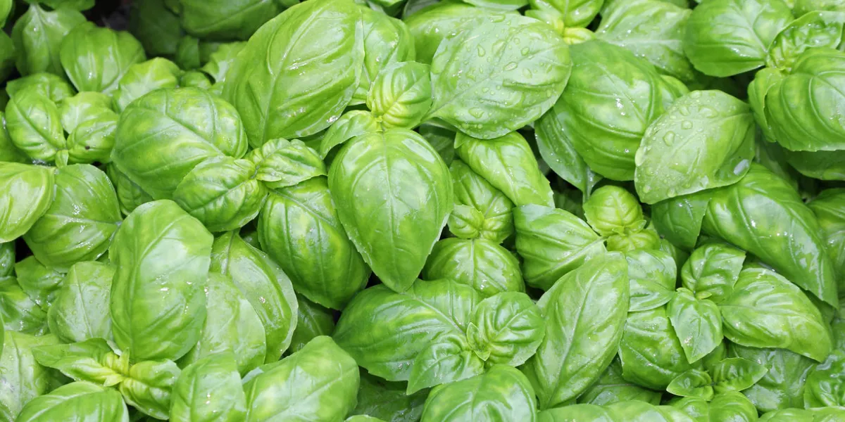 many fresh leaves of basil a typical culinary aromatic herbal of mediterranean region many fresh leaves of basil a typical culinary aromatic herbal of mediterranean region
