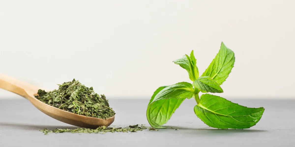 fresh green peppermint leaves and dried mint leaves in wooden sp