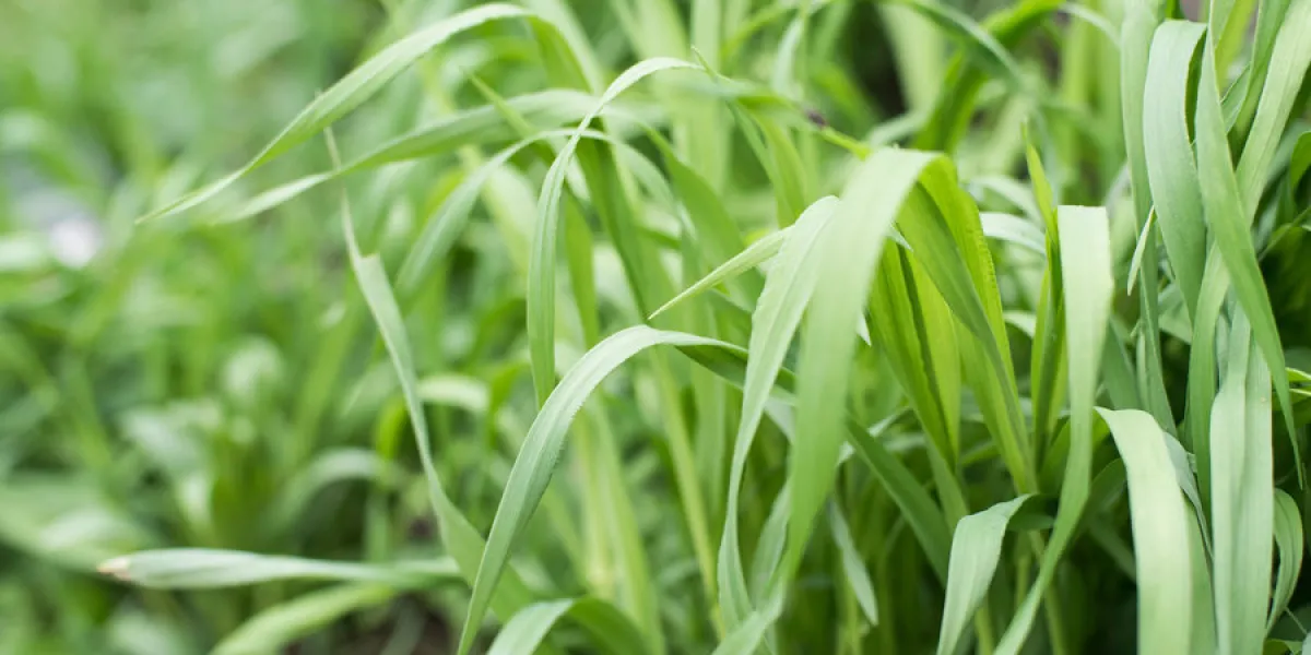 fresh beautiful green grass in the summer wheatgrass plant for fresh beautiful green grass in the summer wheatgrass plant for
