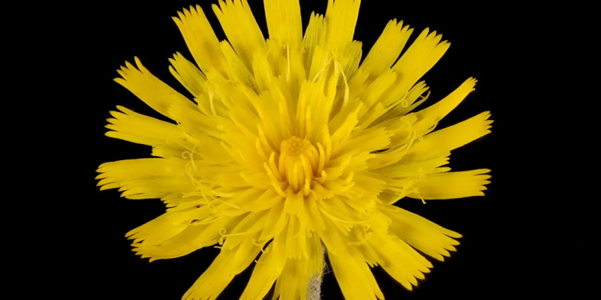 mouse-ear hawkweed (pilosella officinarum) capitulum closeup mouse-ear hawkweed (pilosella officinarum) capitulum closeup