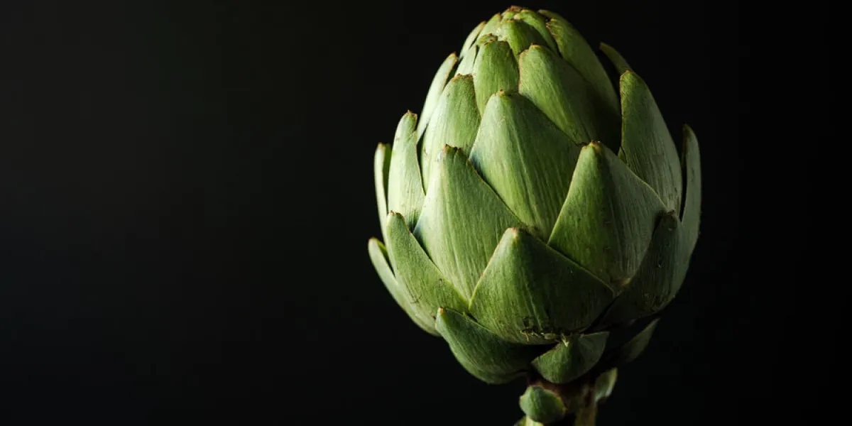 one whole artichoke on dark background one whole artichoke on dark background
