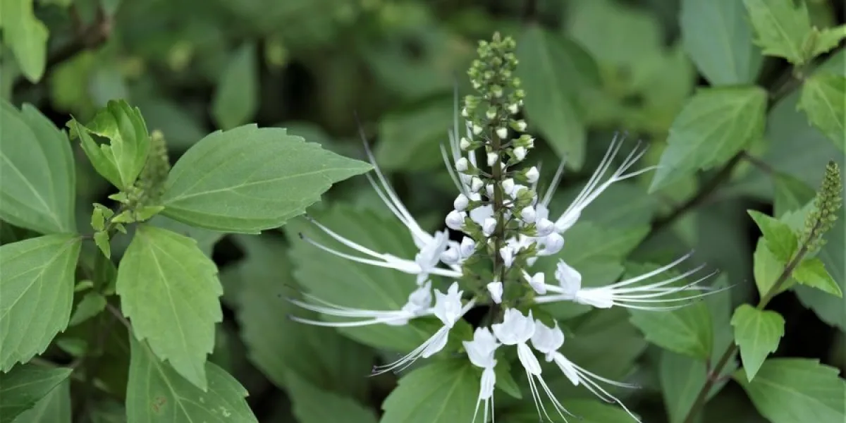 orthosiphon aristatus is a plant species in the family of lamiac orthosiphon aristatus is a plant species in the family of lamiac