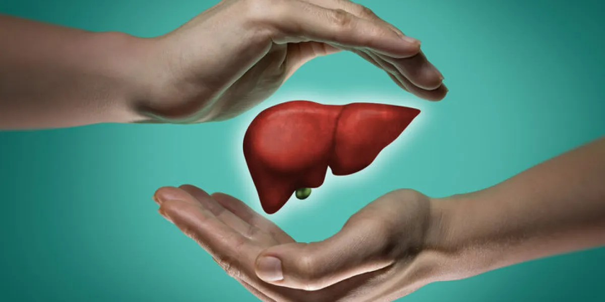 a human liver between two palms of a woman on blue and green background the concept of a healthy liver a human liver between two palms of a woman on blue and green background the concept of a healthy liver