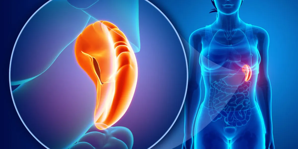 human spleen anatomy human spleen anatomy