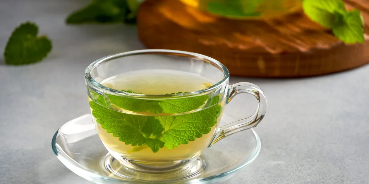 fresh natural melissa , lemon balm herbal tea in glass cup