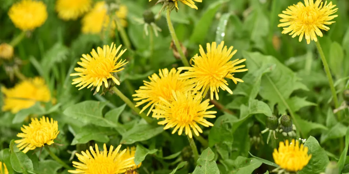 green field with yellow dandelions wild flowers closeup