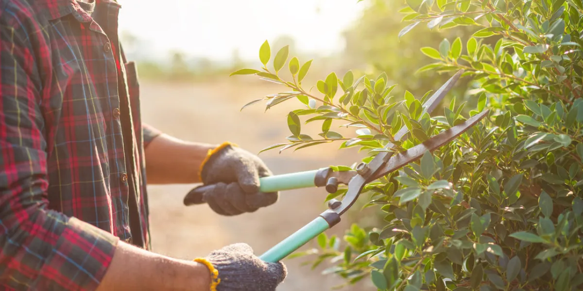 close up people cutting a hedge in the garden home and garden decoration concept close up people cutting a hedge in the garden home and garden decoration concept