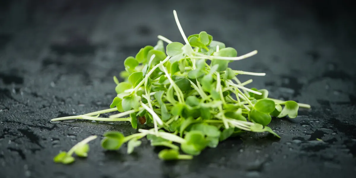 portion of cress as detailed close up shot on a slate slab (selective focus) portion of cress as detailed close up shot on a slate slab (selective focus)