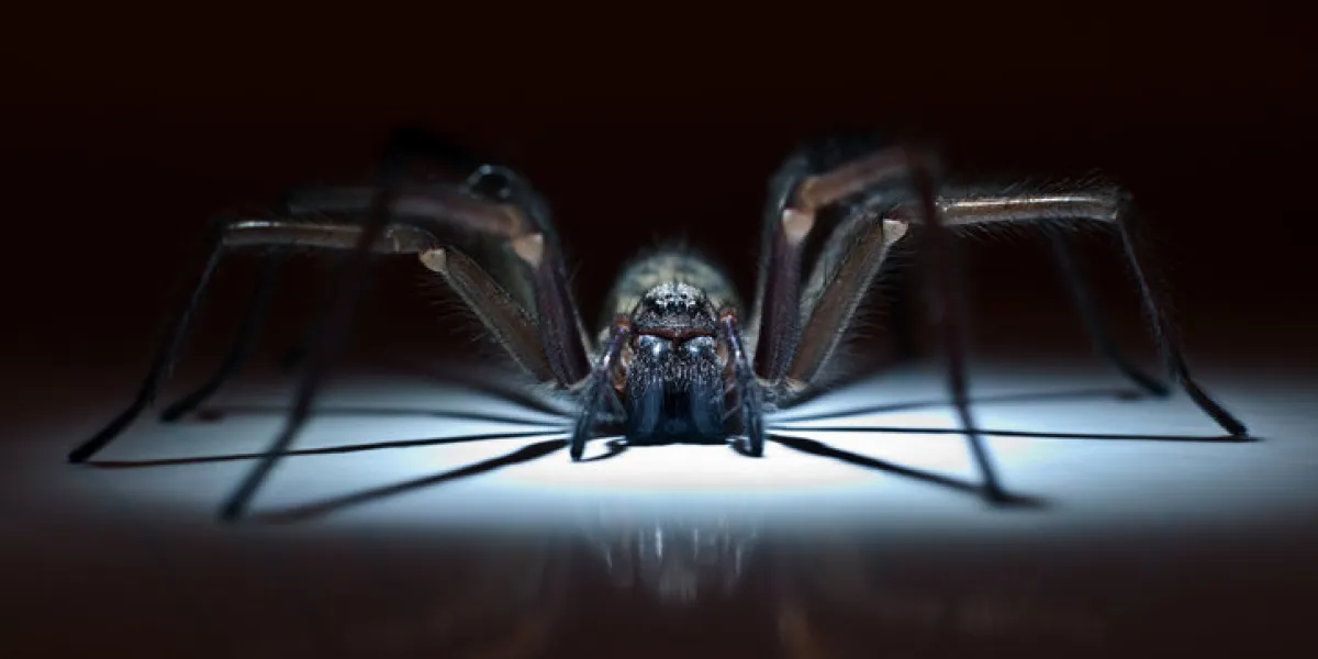 huge poisonous spider hiding in ambush