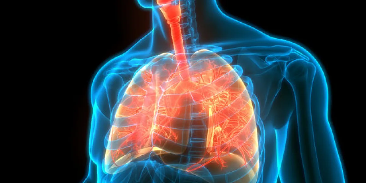 3d illustration concept of human respiratory system lungs anatomy 3d illustration concept of human respiratory system lungs anatomy