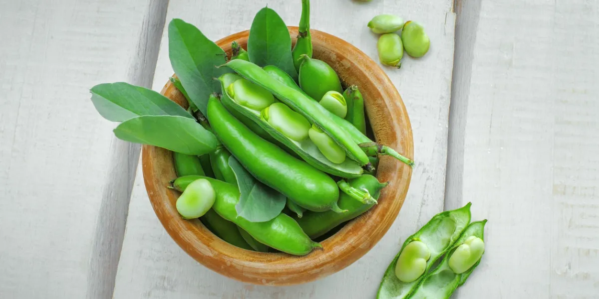 bowl of podded green broad beans on a wooden table healthy organic food top view bowl of podded green broad beans on a wooden table healthy organic food top view